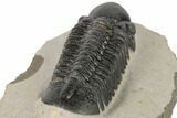 Detailed Reedops Trilobite - Atchana, Morocco #189837-5